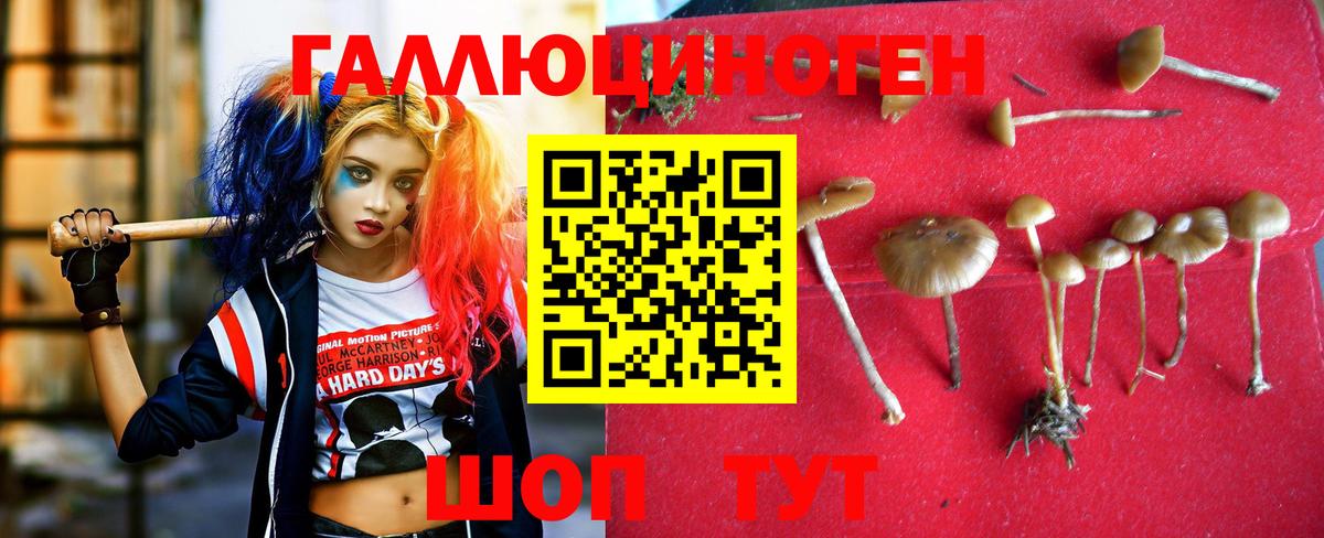 Псилоцибиновые грибы GOLDEN TEACHER Родники